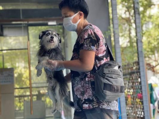 杭州最新养狗规定，人与犬共融，和谐社会新篇章