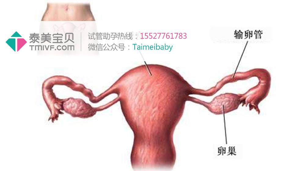 通草的功效与作用能通输卵管堵塞,实地设计评估解析_6DM14.274