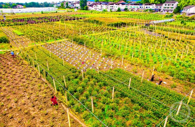 横山苗圃交通最新动态