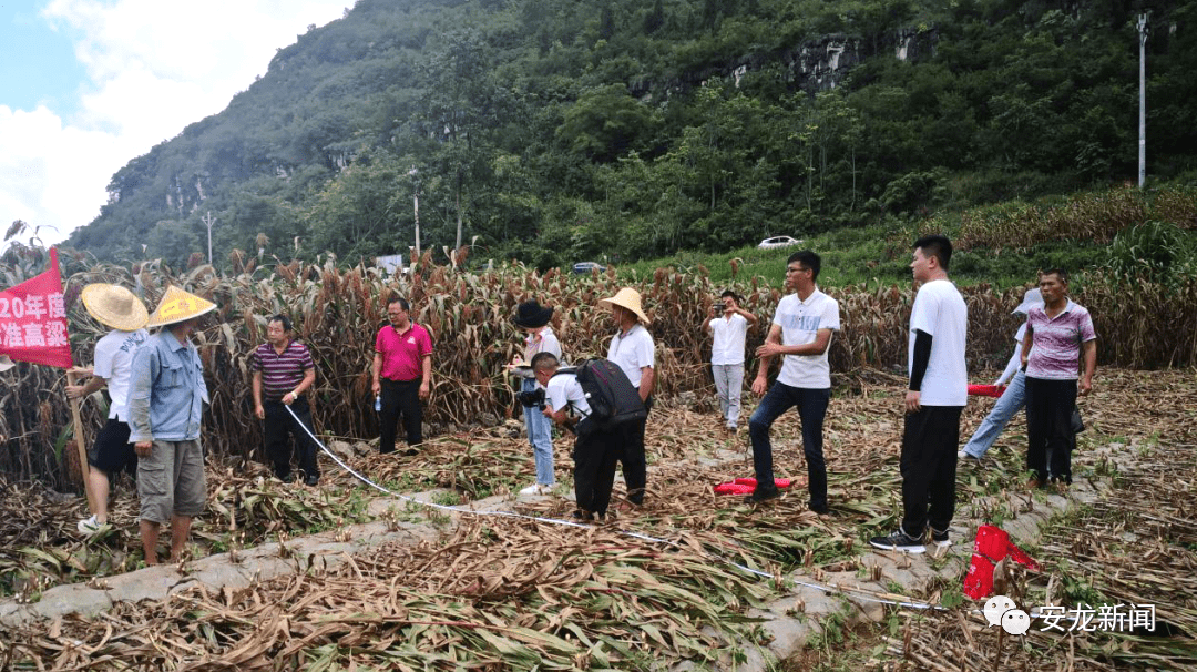 弥渡县农业农村局新项目启动，开启农业现代化与乡村振兴新篇章